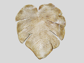 Folha Bege texturizada.png